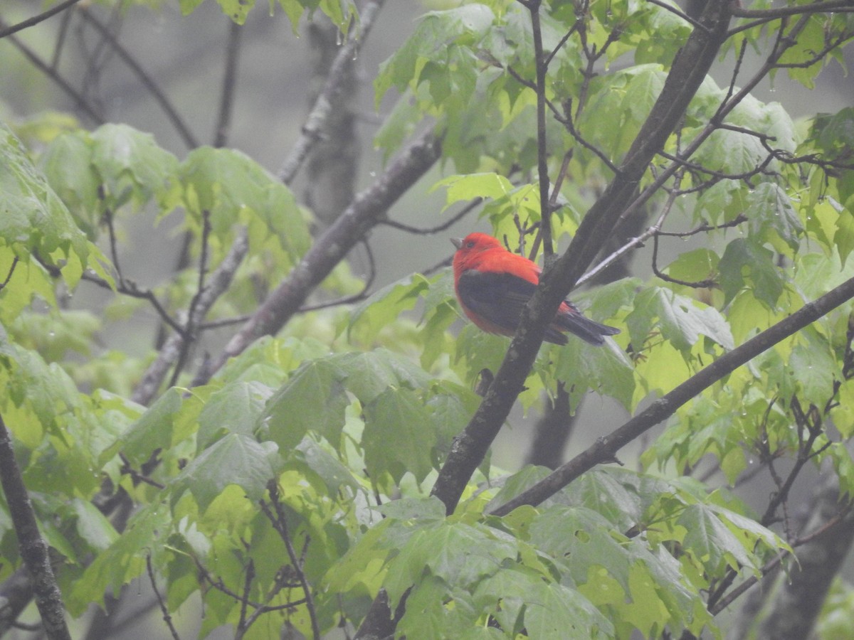 Scarlet Tanager - ML618478868