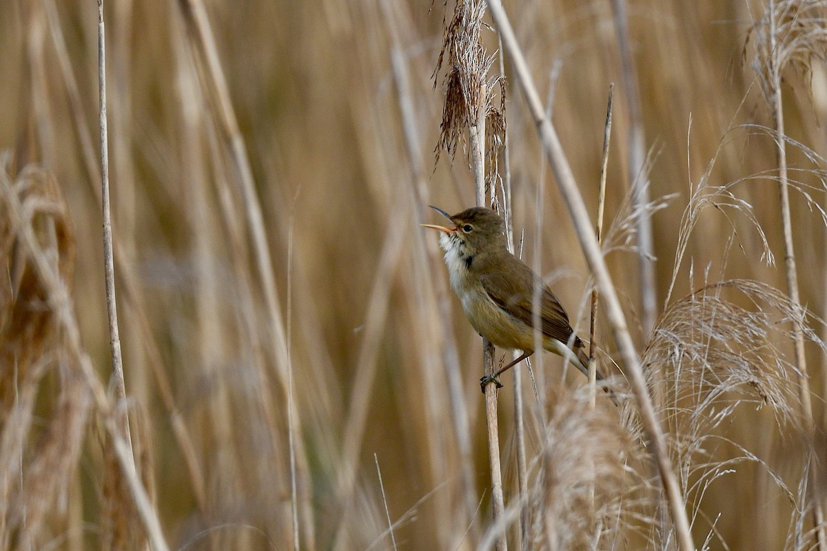 Common Reed Warbler - ML618478875