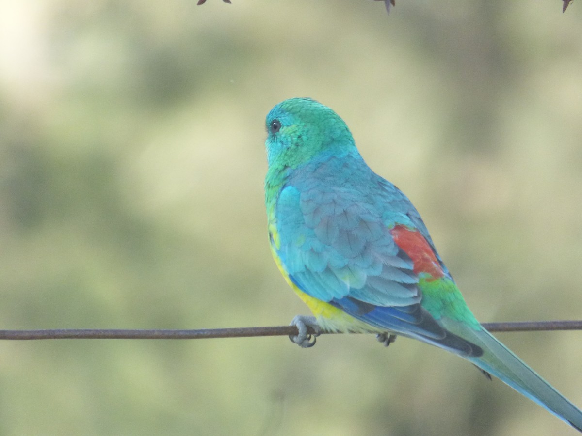 Red-rumped Parrot - ML618478882