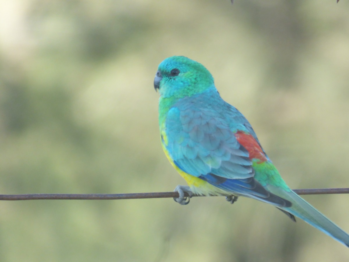 Red-rumped Parrot - ML618478883