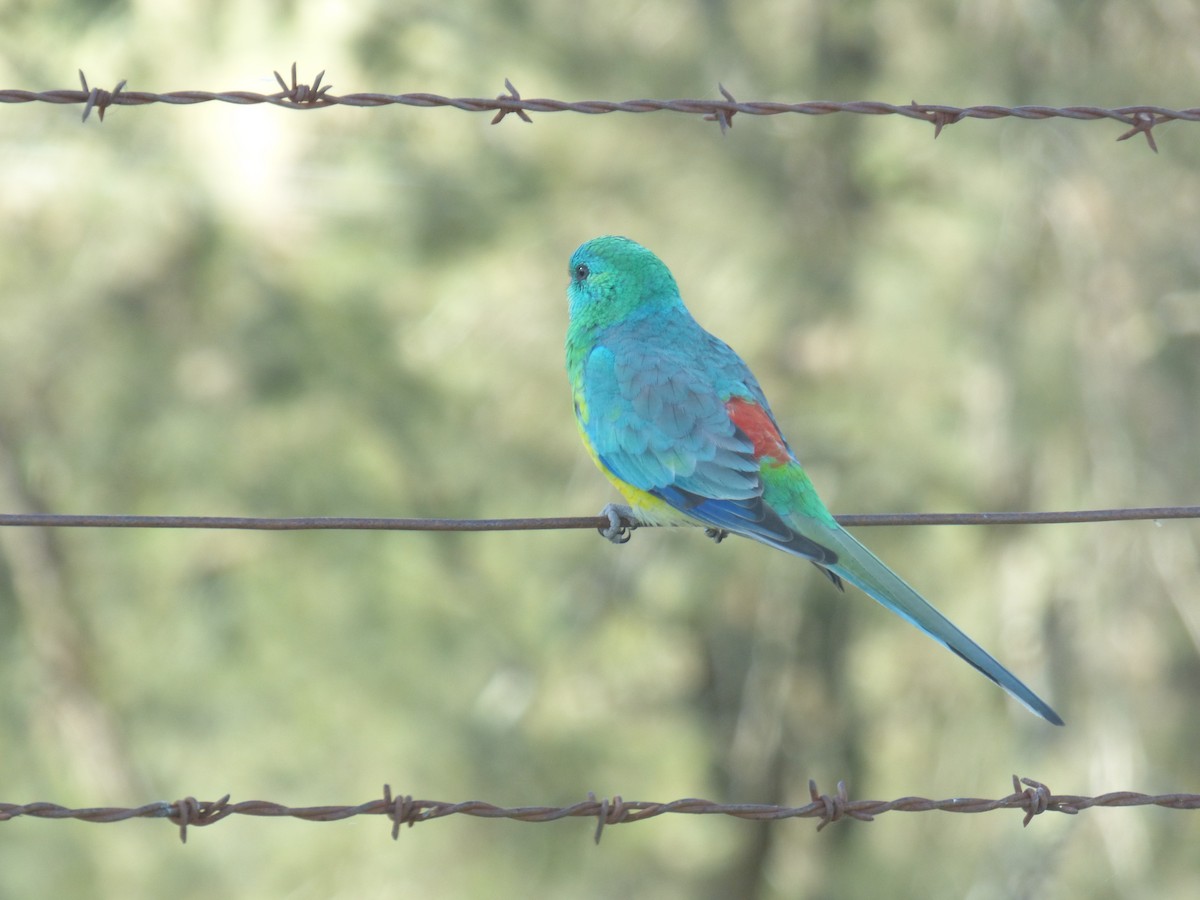 Red-rumped Parrot - ML618478884