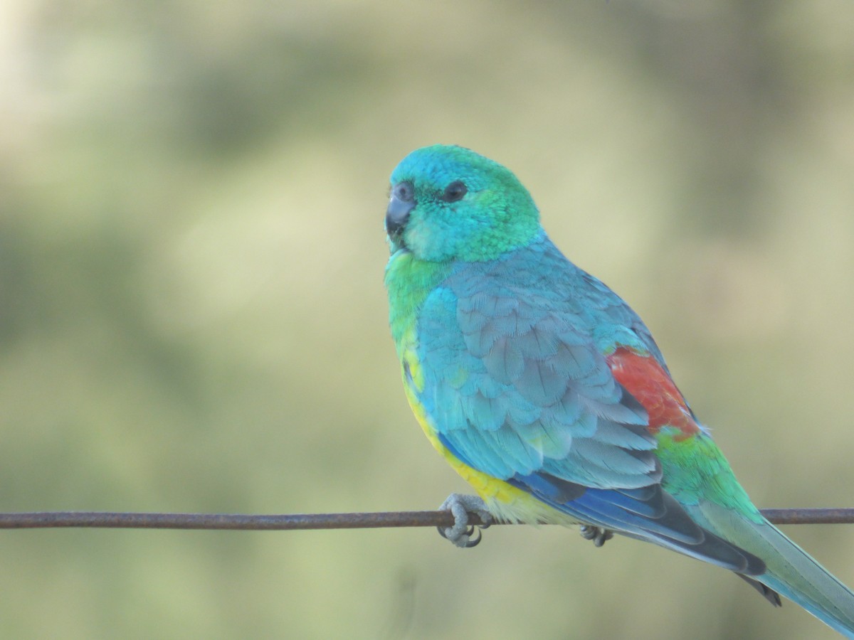 Red-rumped Parrot - ML618478885