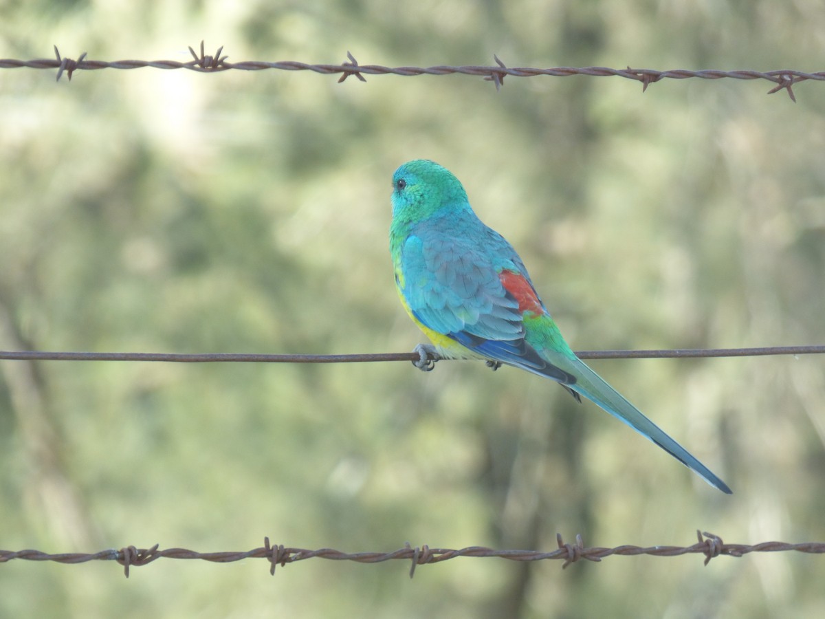 Red-rumped Parrot - ML618478886