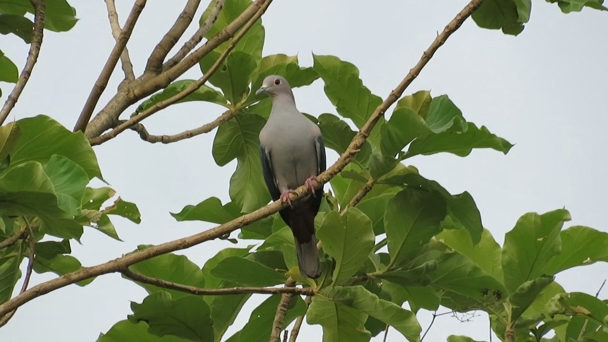 Green Imperial-Pigeon - ML618478920