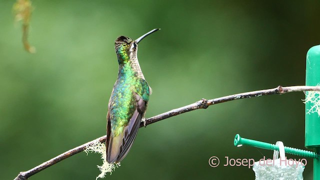 Talamanca Hummingbird - ML618478977