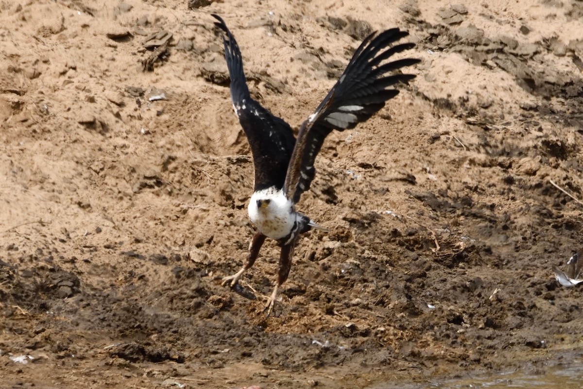 African Fish-Eagle - ML618479005