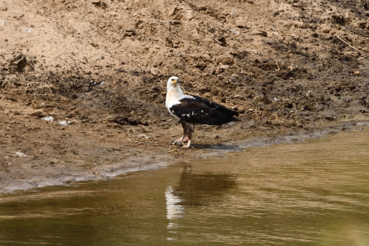 African Fish-Eagle - ML618479006