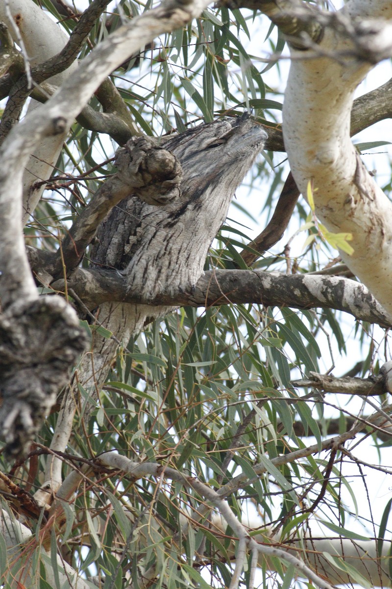 Tawny Frogmouth - Darren Foster
