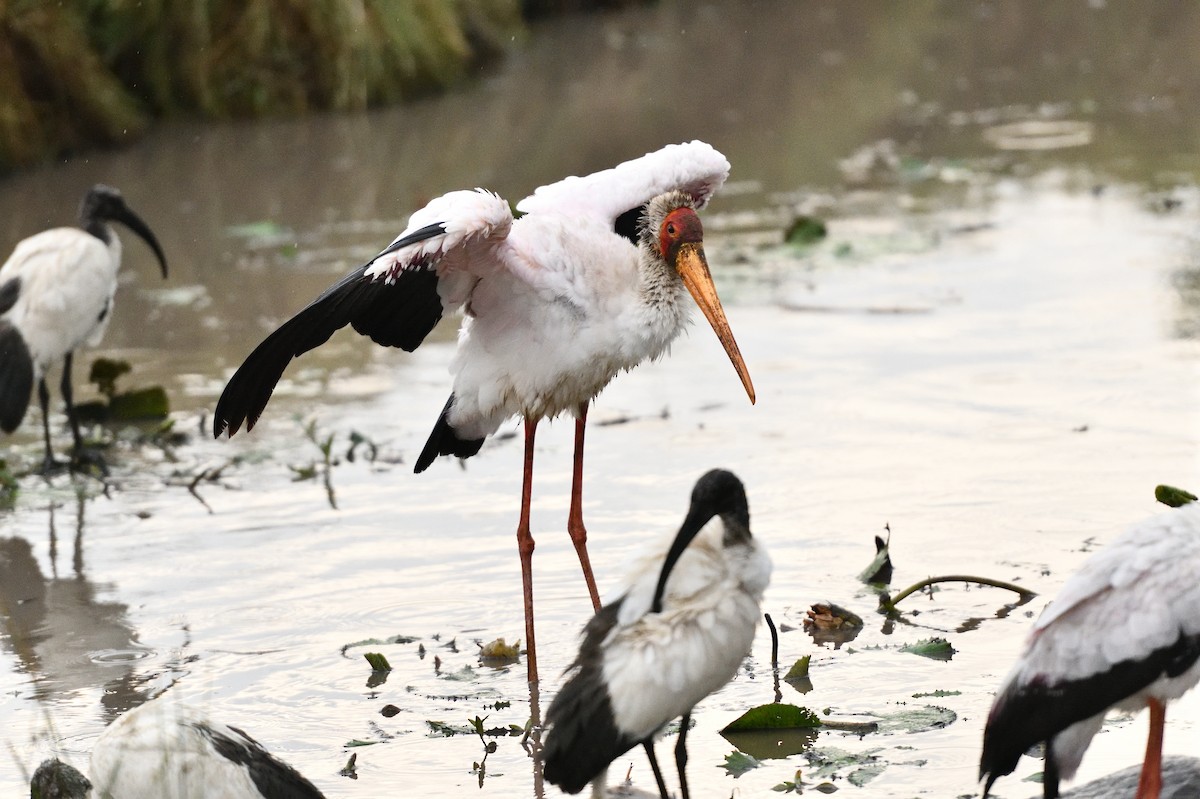 Yellow-billed Stork - Pradeep Choudhary