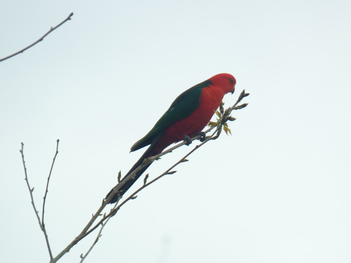 Australian King-Parrot - ML618479103