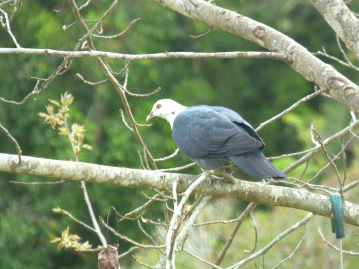 White-headed Pigeon - ML618479111