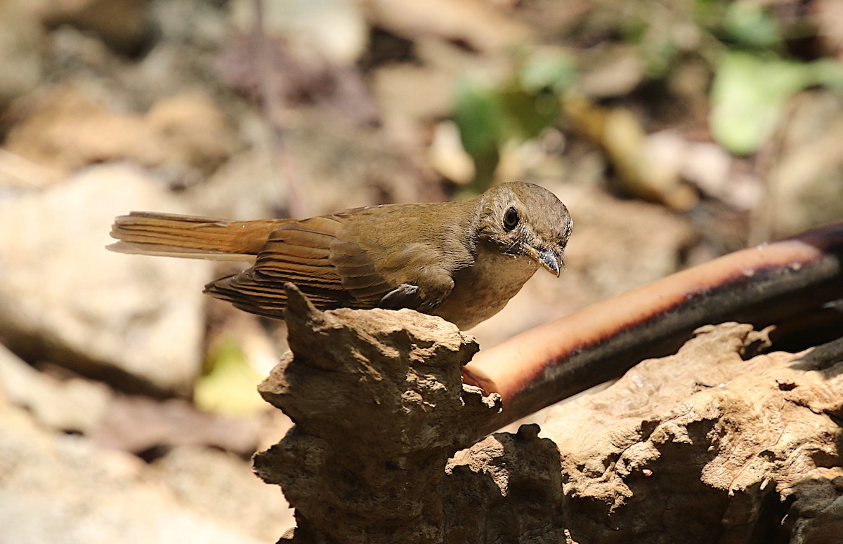 Brown-chested Jungle Flycatcher - ML618479159