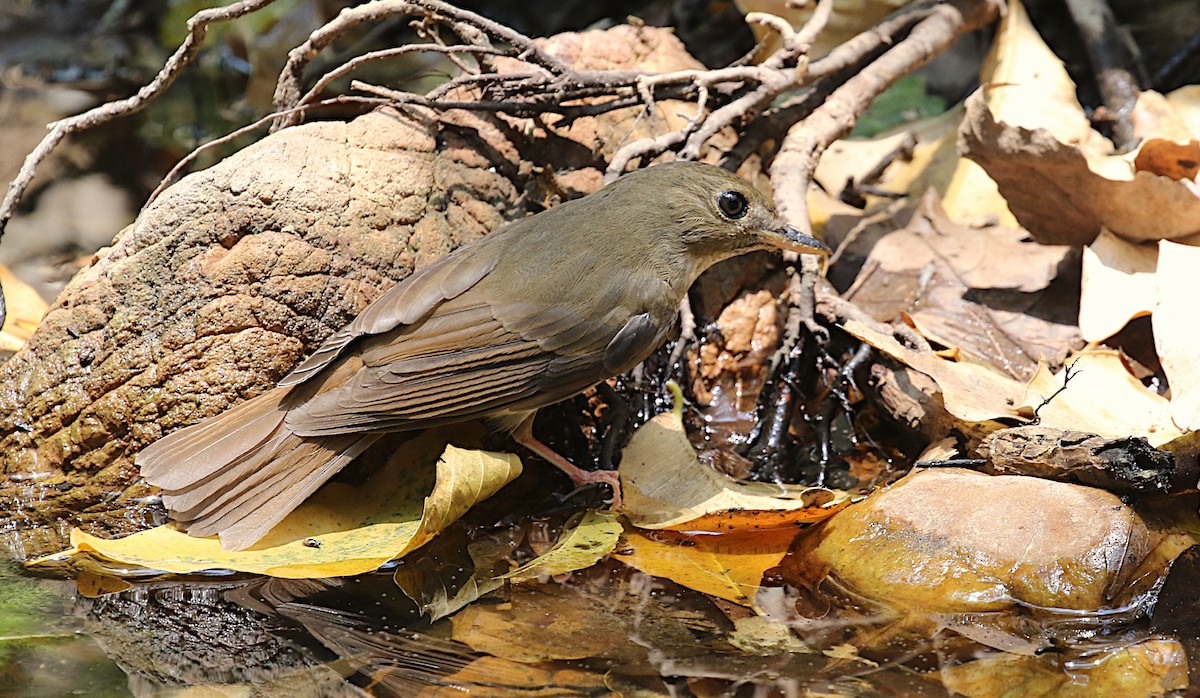 Brown-chested Jungle Flycatcher - ML618479160