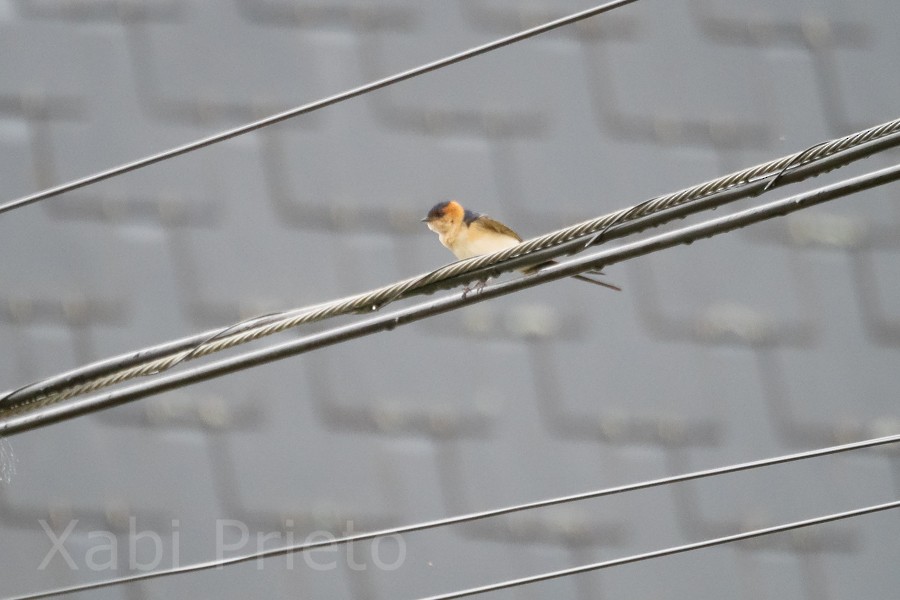 Red-rumped Swallow - ML618479161