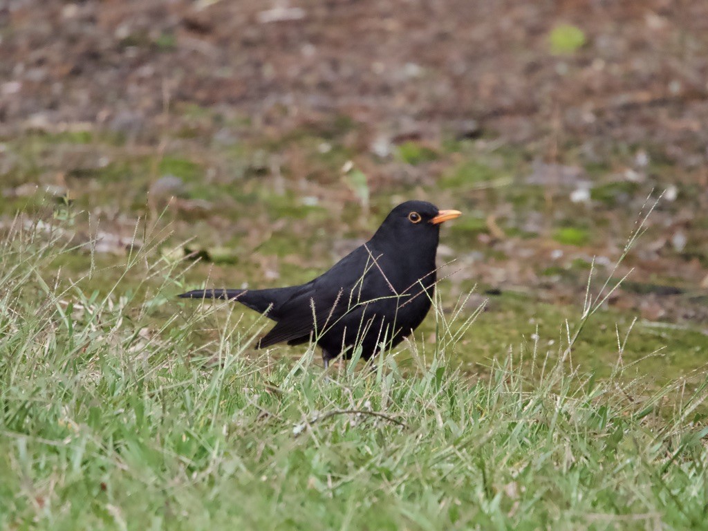 Eurasian Blackbird - ML618479182