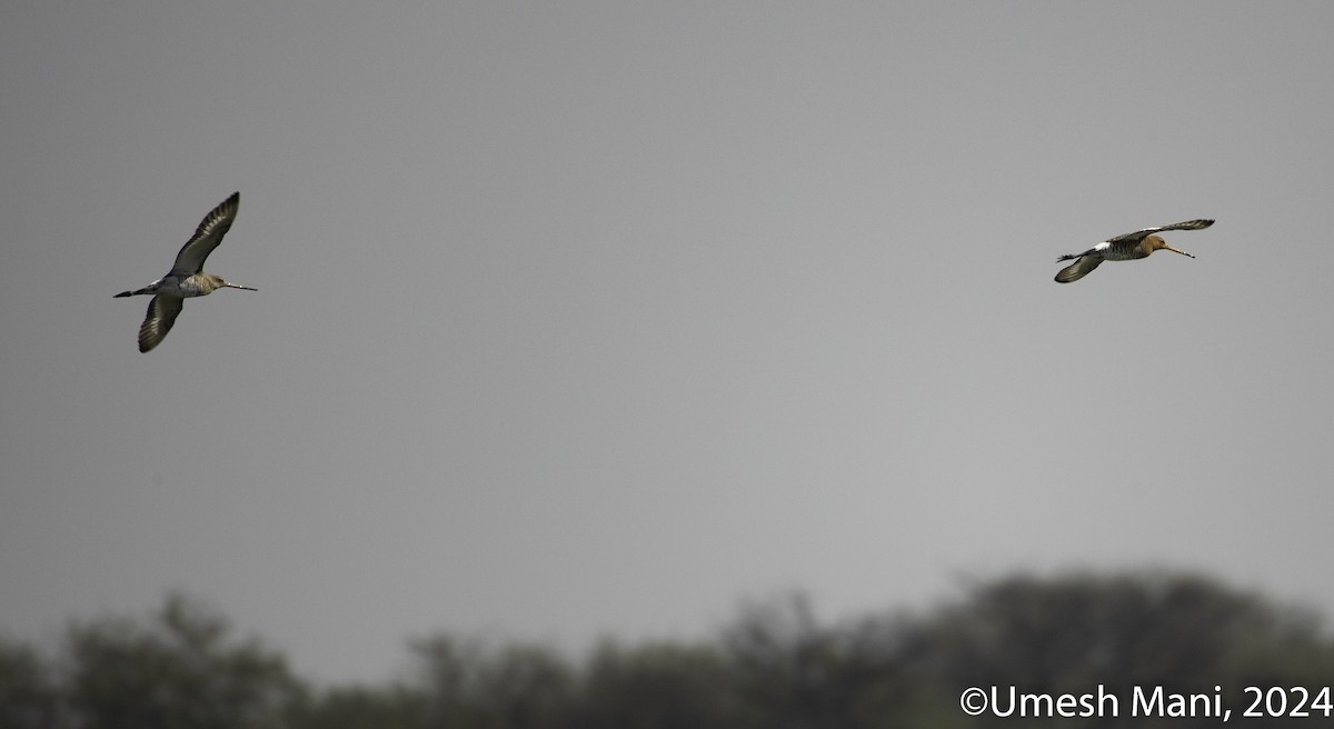 Black-tailed Godwit - ML618479191