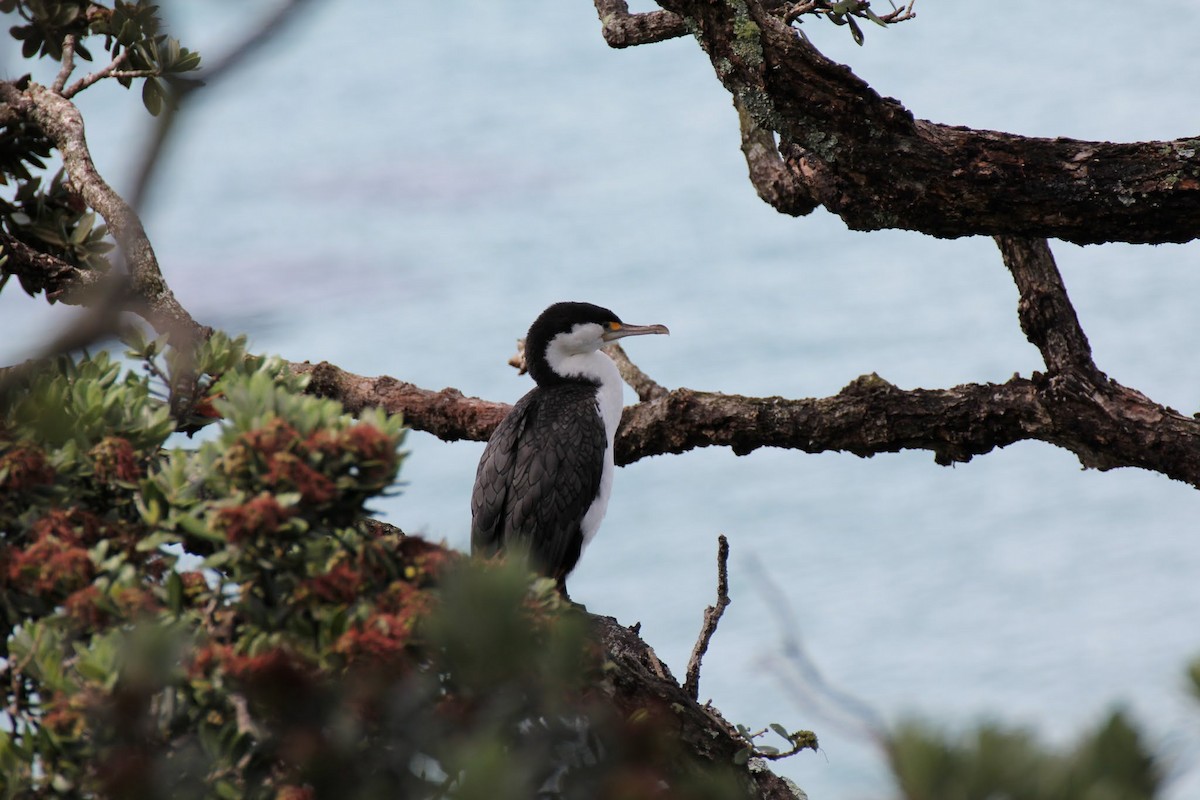 Great Cormorant (Australasian) - ML618479207
