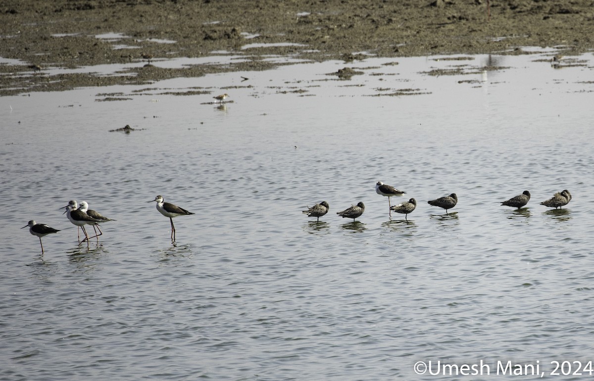 Spotted Redshank - ML618479212