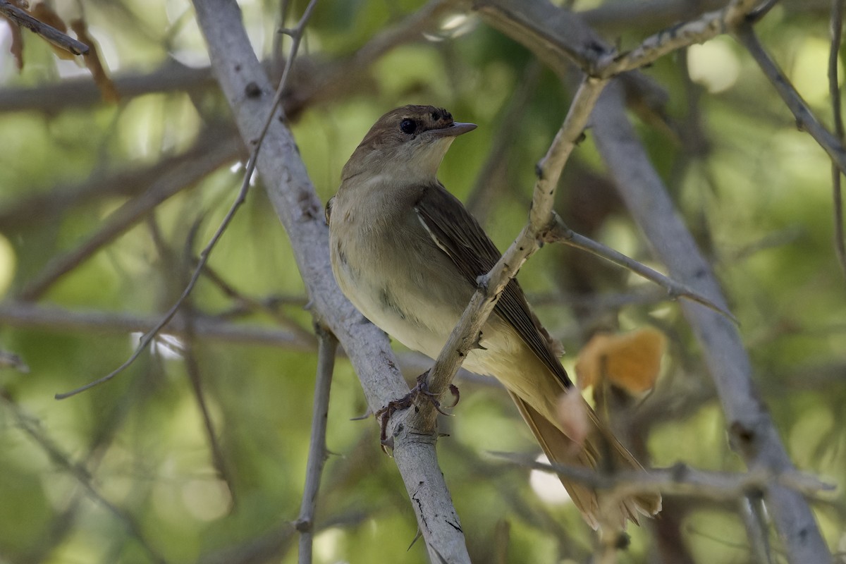 Common Nightingale (megarhynchos/africana) - ML618479222