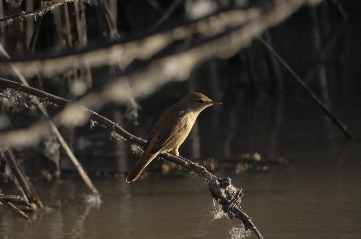 Australian Reed Warbler - ML618479225