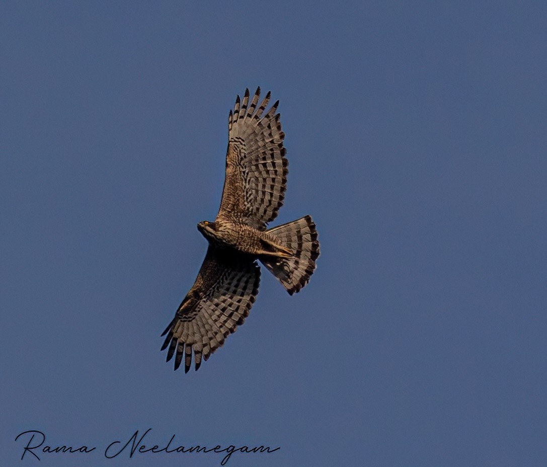 Mountain Hawk-Eagle - Rama Neelamegam