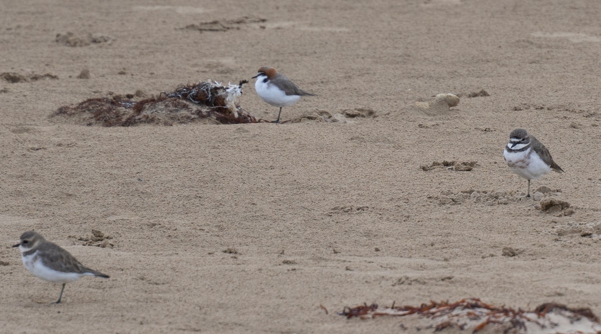 Double-banded Plover - ML618479256