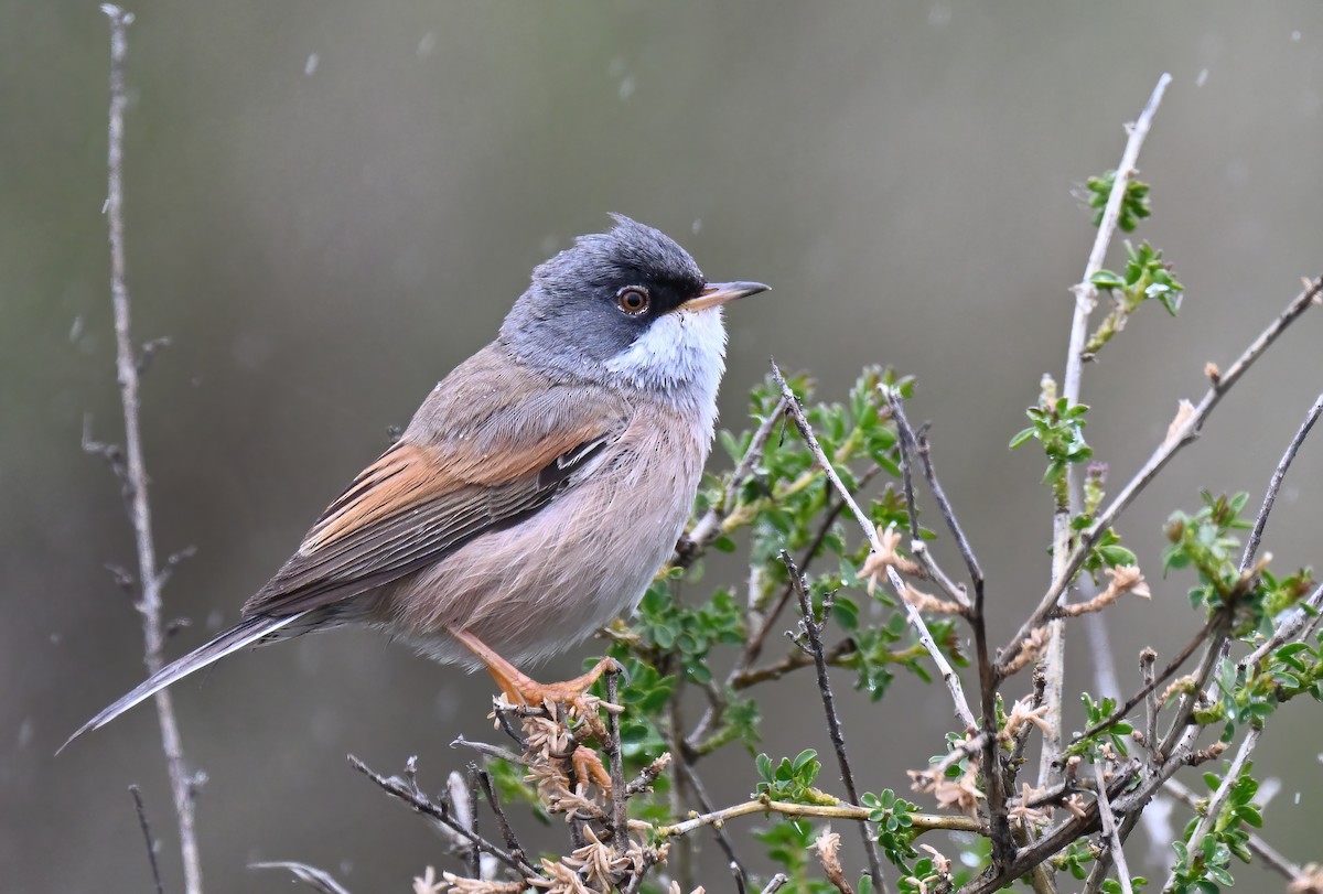 Spectacled Warbler - ML618479298
