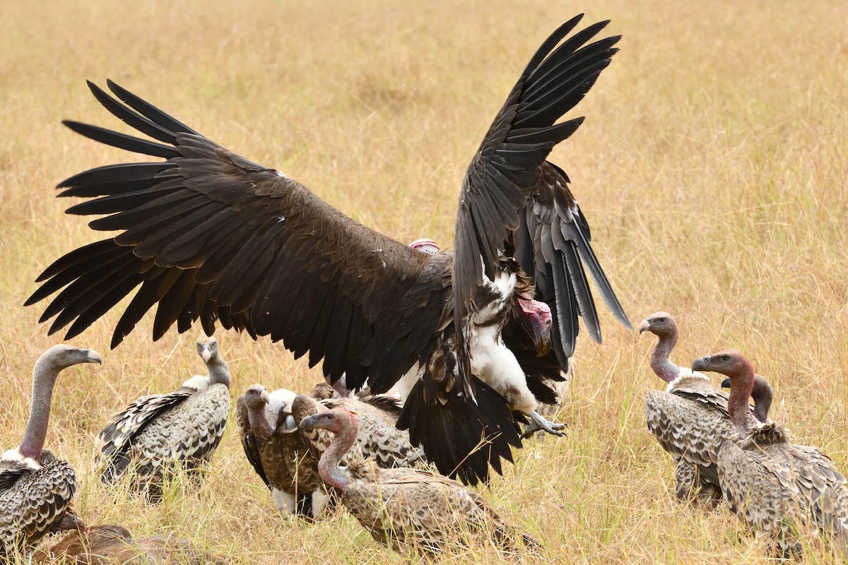 Lappet-faced Vulture - ML618479322