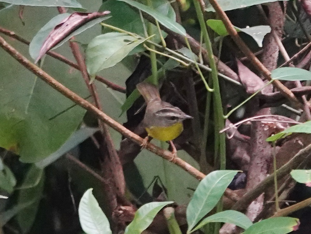 Golden-crowned Warbler - ML618479351