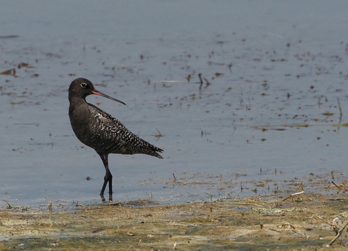 Spotted Redshank - ML618479364