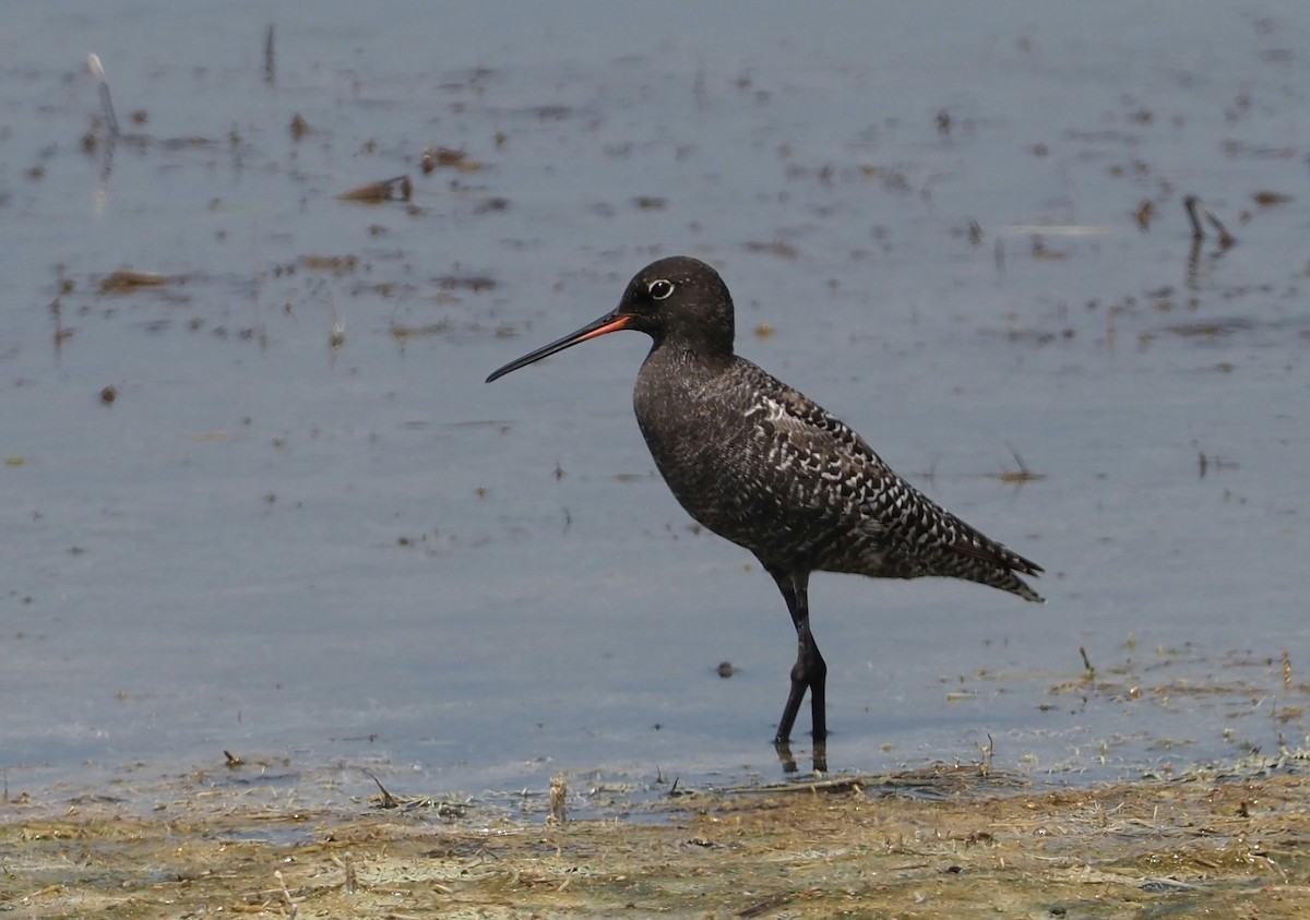 Spotted Redshank - ML618479365