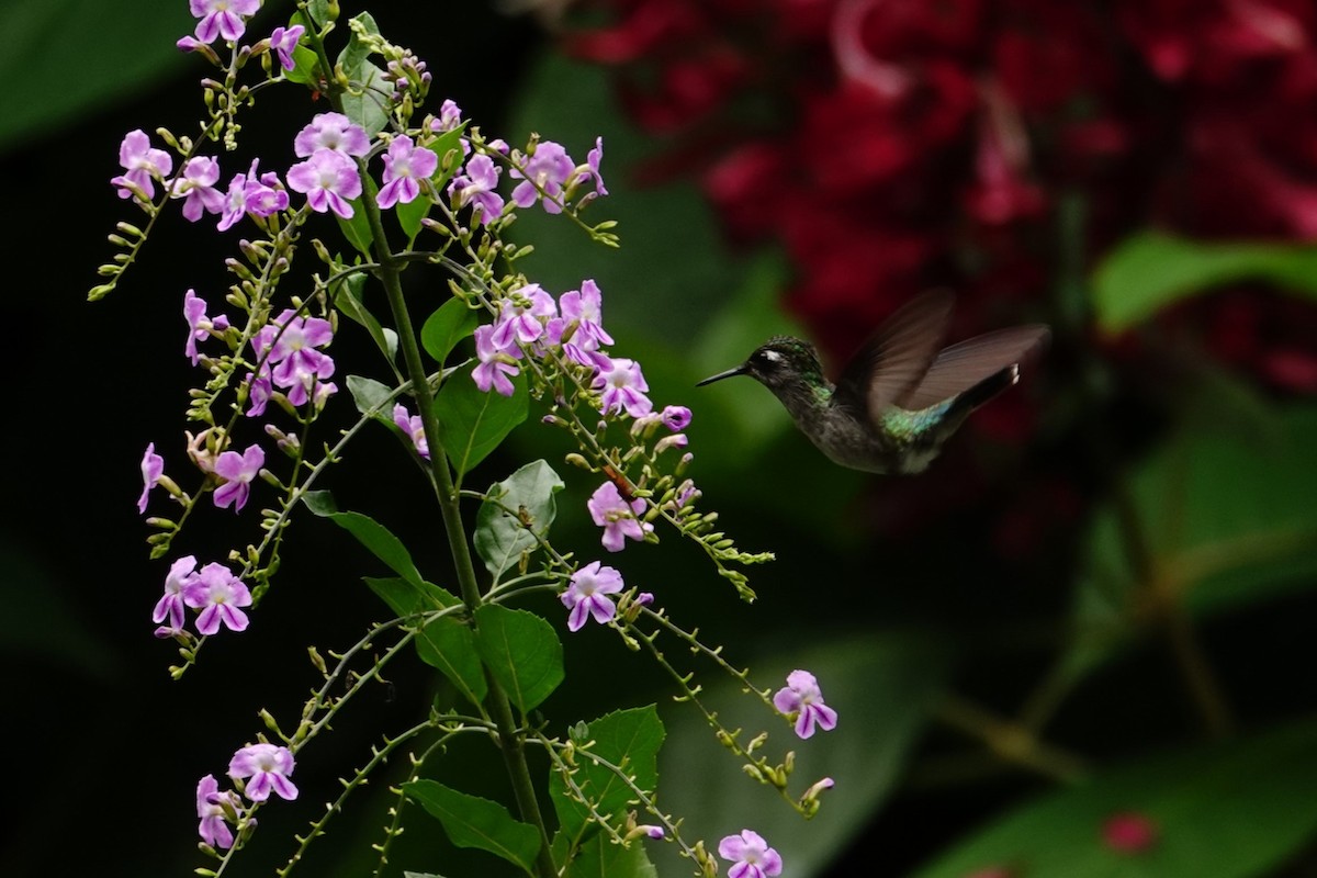 Violet-headed Hummingbird - ML618479477
