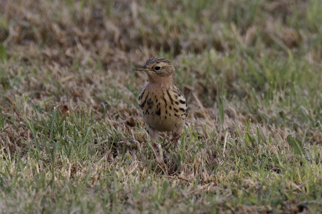Red-throated Pipit - ML618479498