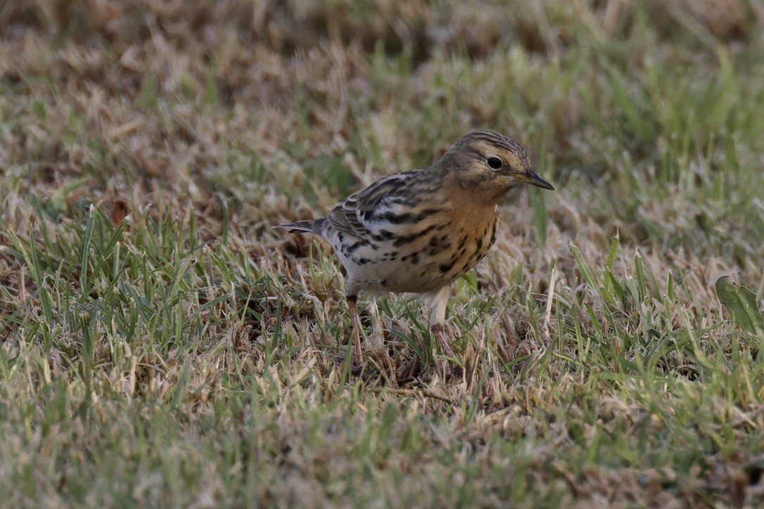 Red-throated Pipit - ML618479499