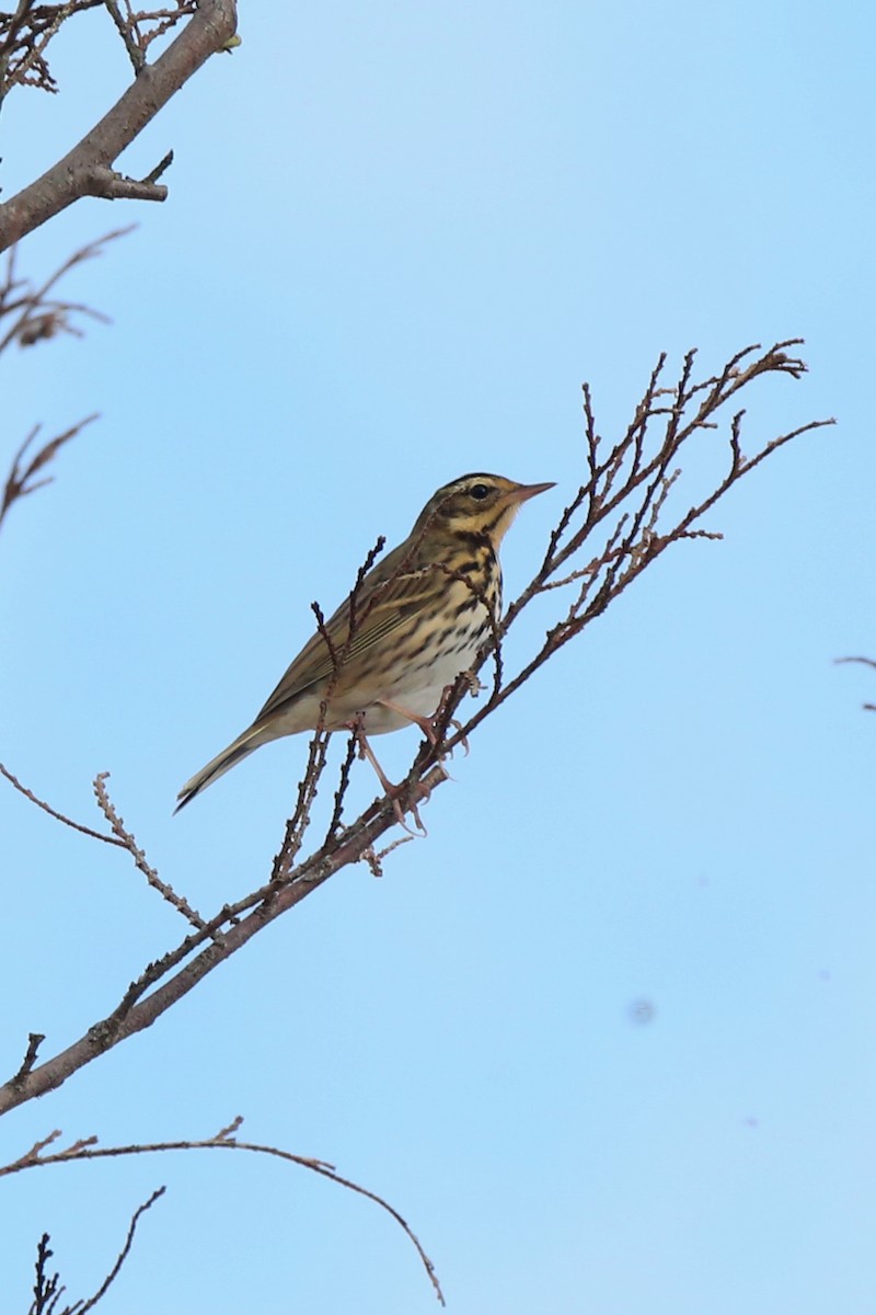 Olive-backed Pipit - ML618479503