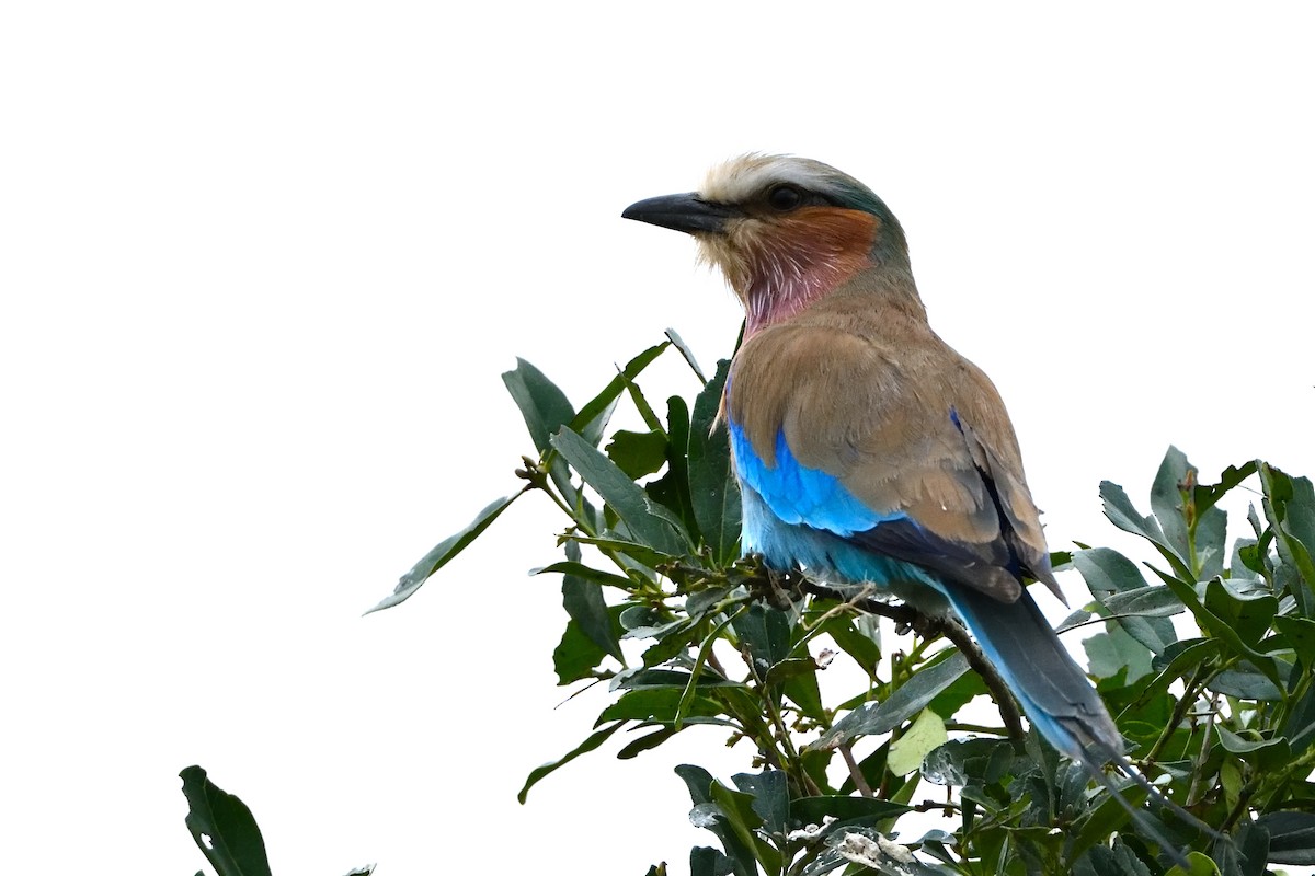 Lilac-breasted Roller - ML618479511