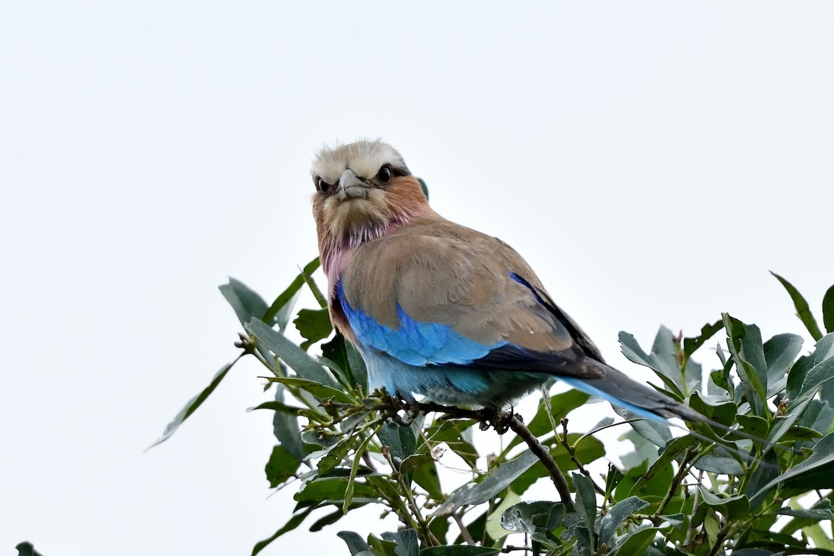 Lilac-breasted Roller - ML618479512