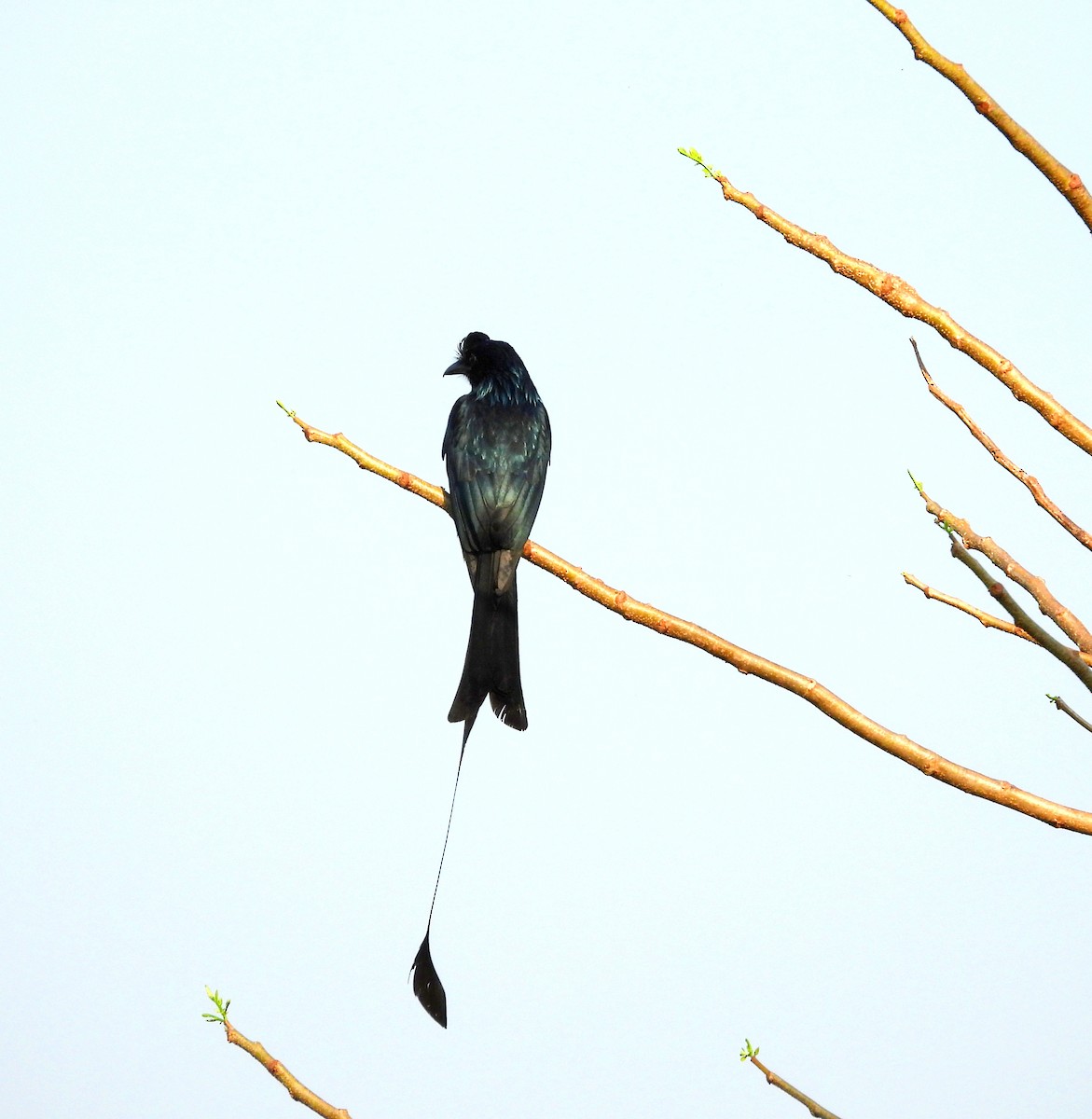 Greater Racket-tailed Drongo - ML618479514