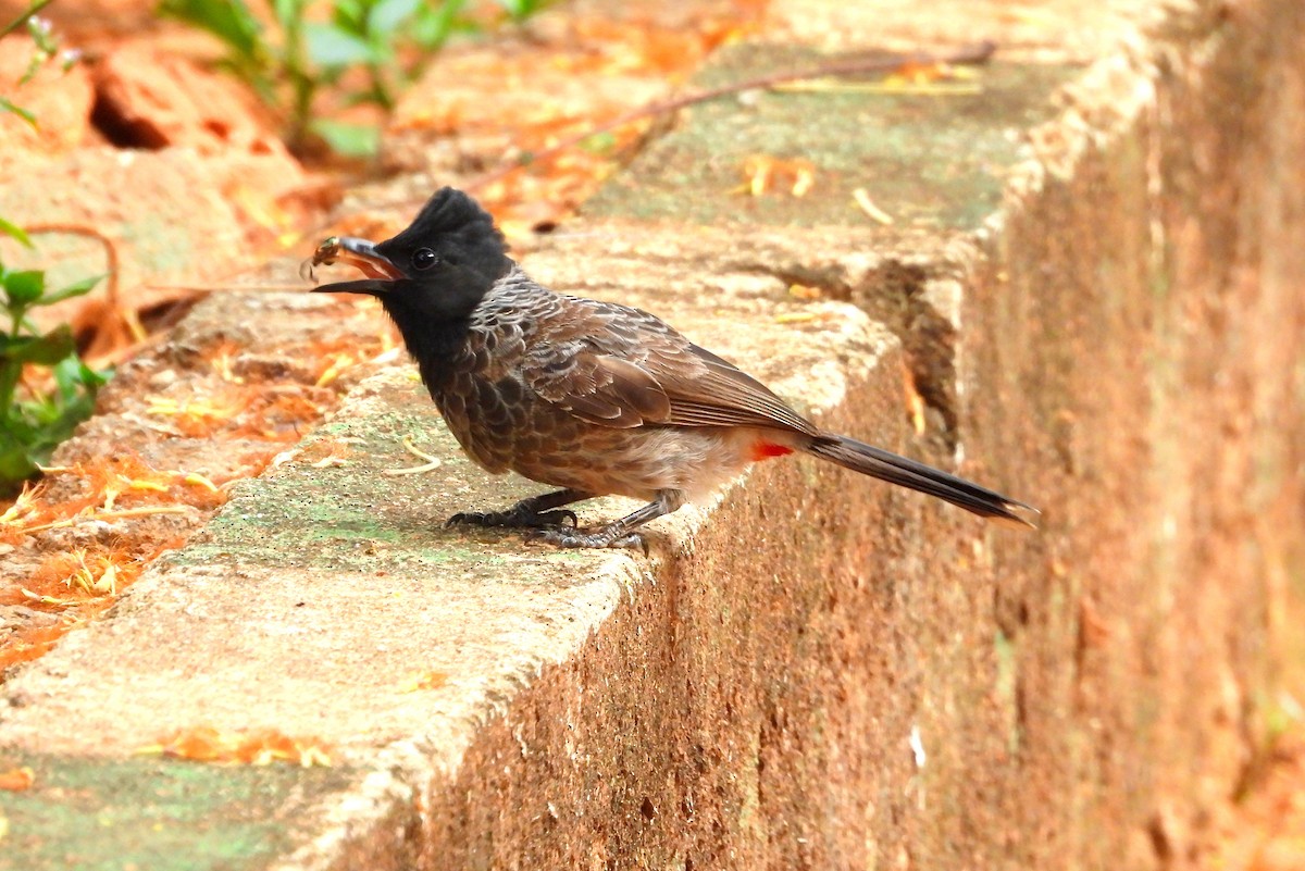 Red-vented Bulbul - ML618479523