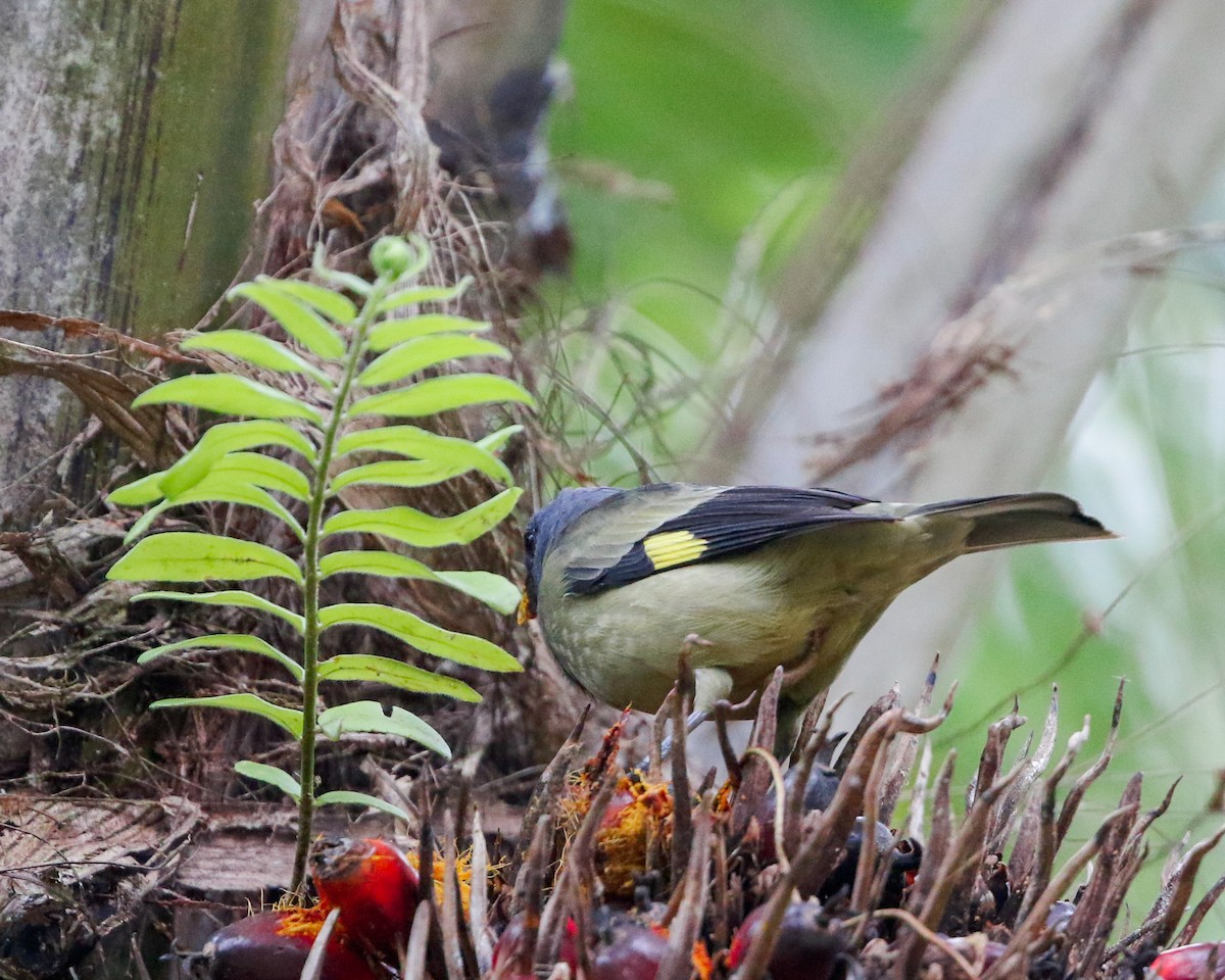 Yellow-winged Tanager - ML618479537