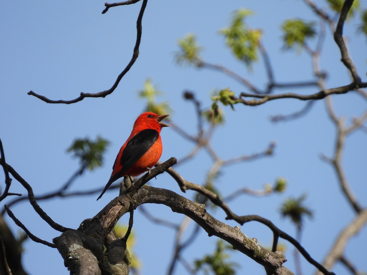 Scarlet Tanager - ML618479539