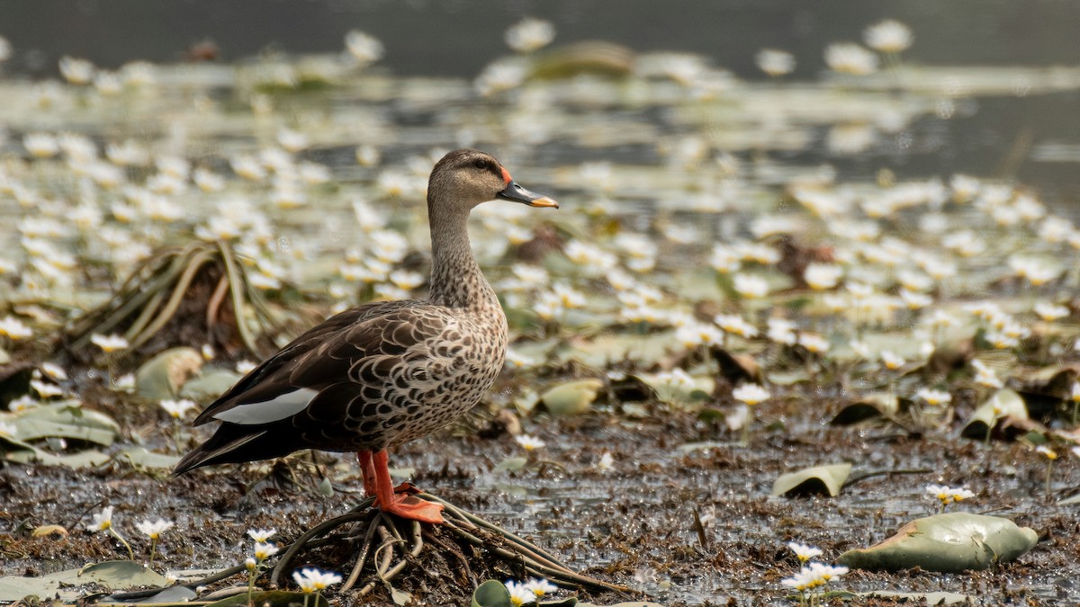 Indian Spot-billed Duck - ML618479540
