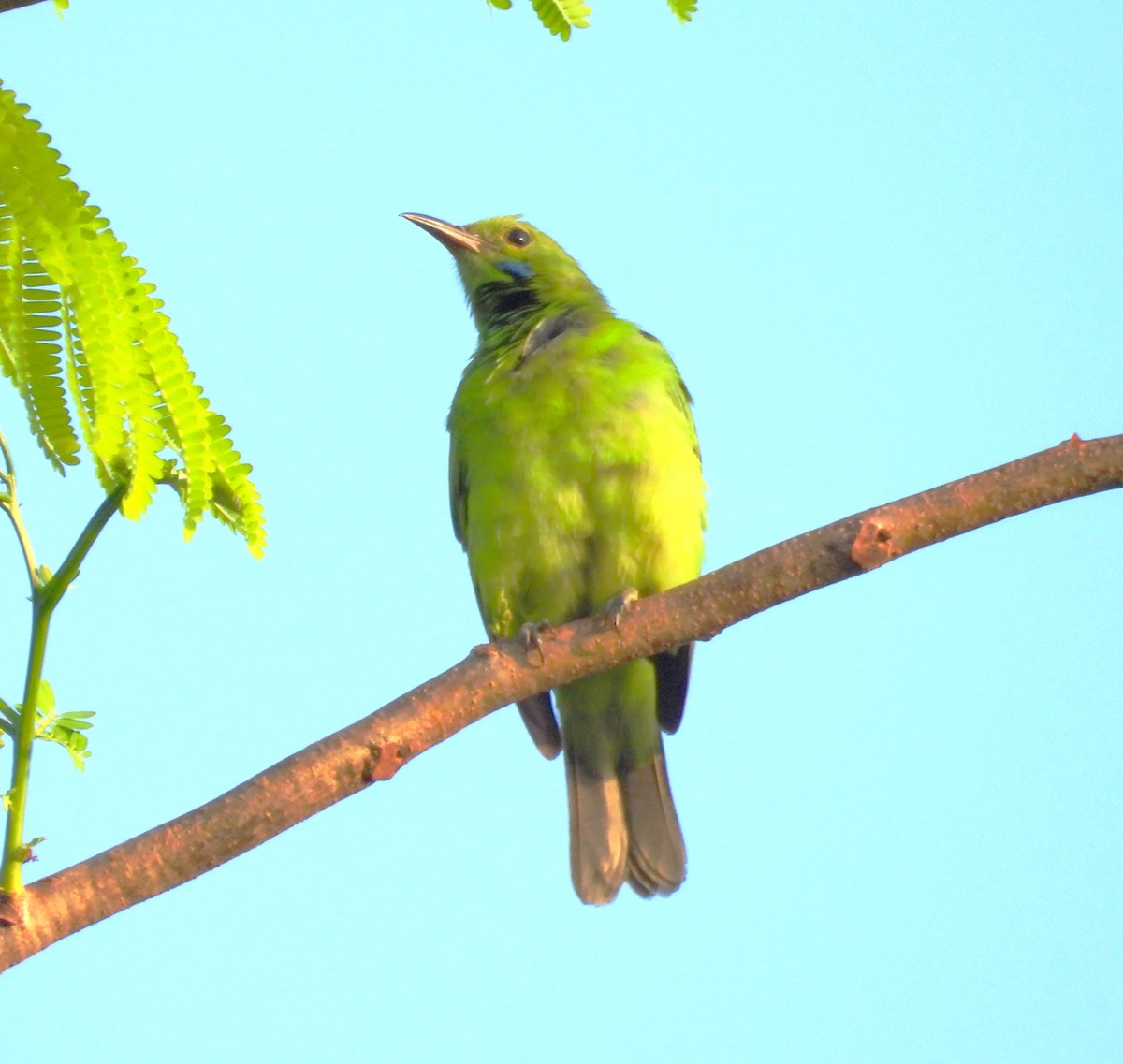 Golden-fronted Leafbird - ML618479543
