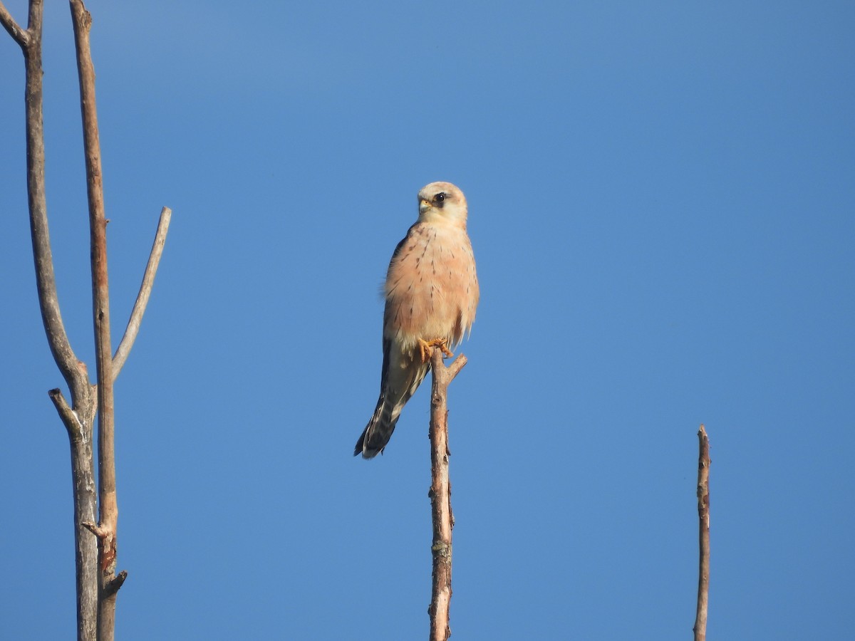 Red-footed Falcon - ML618479551