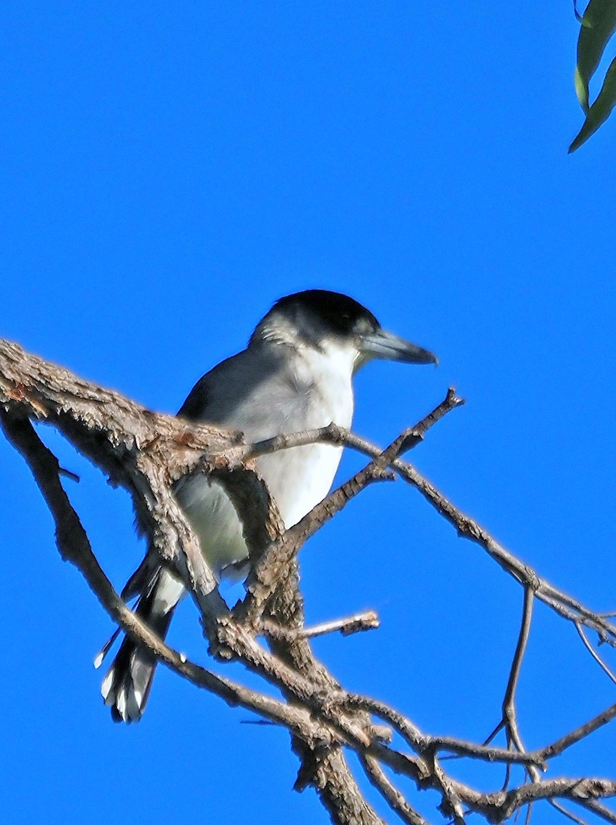 Gray Butcherbird - ML618479590