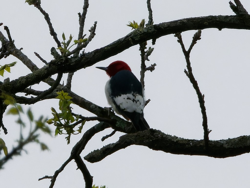 Red-headed Woodpecker - ML618479632