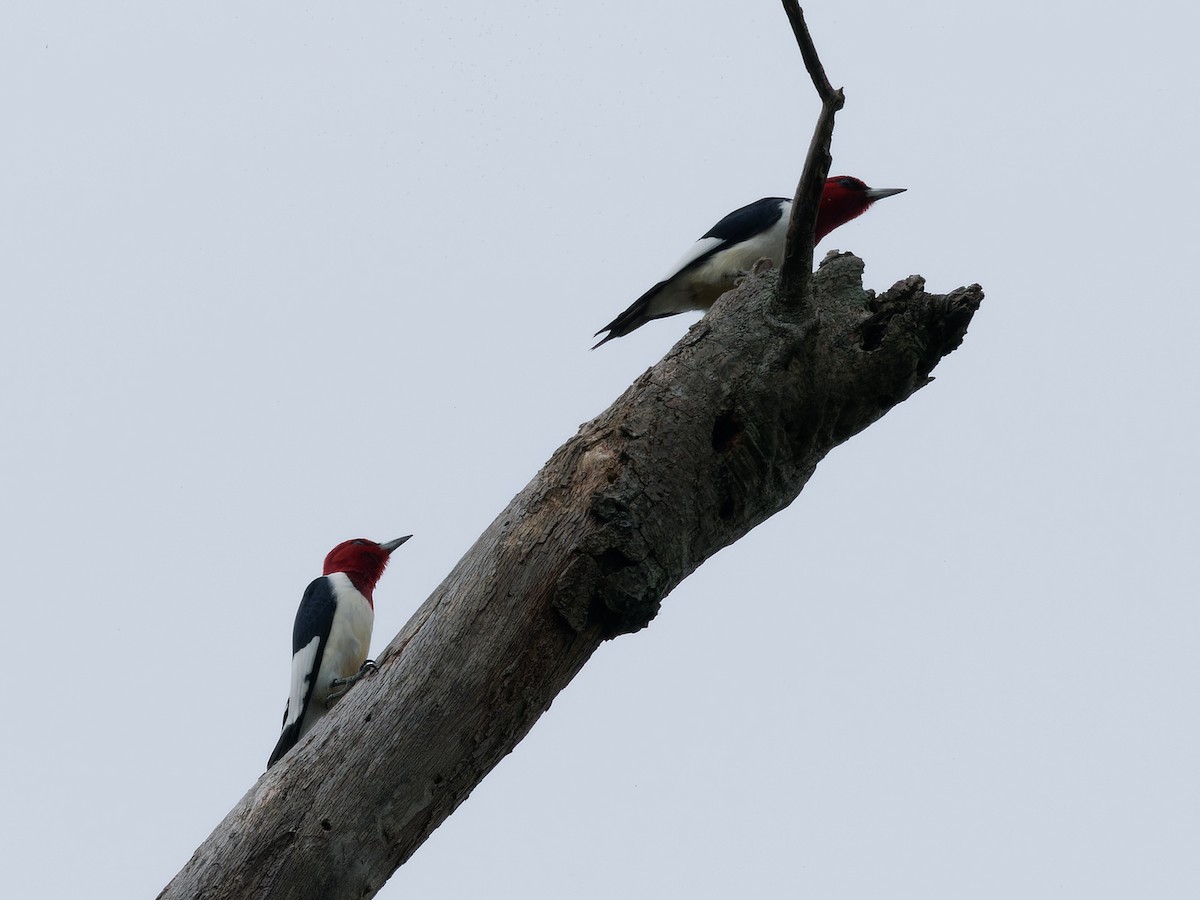 Red-headed Woodpecker - ML618479633