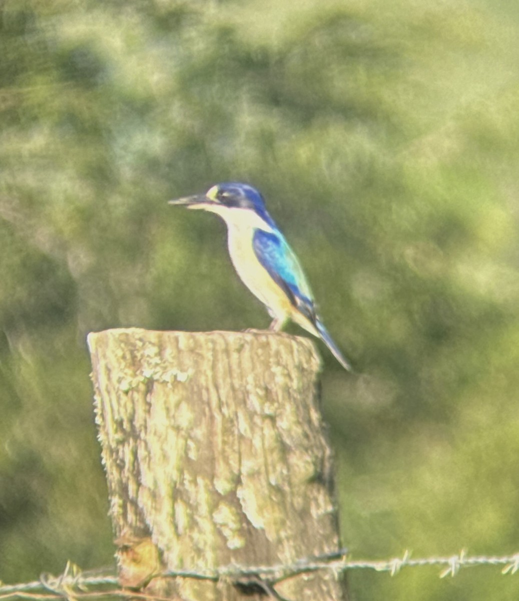 Forest Kingfisher - ML618479679