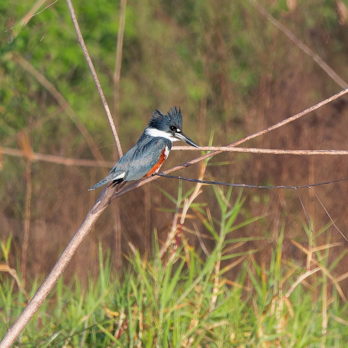 Belted Kingfisher - ML618479720