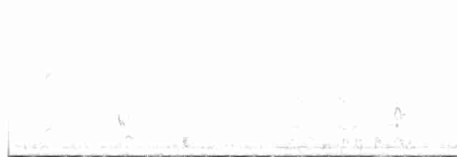 lžičák širokozobý - ML618479737